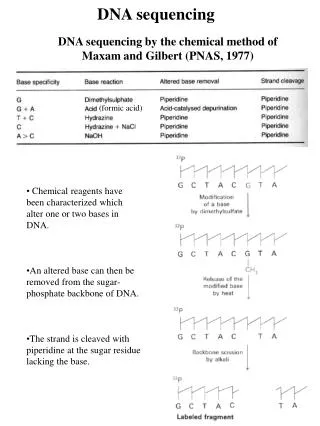 DNA sequencing by the chemical method of Maxam and Gilbert (PNAS, 1977)