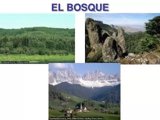 el bosque
