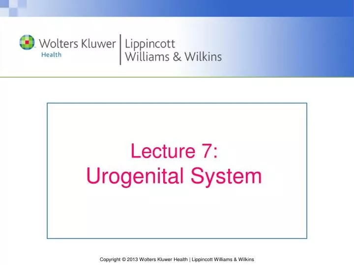 lecture 7 urogenital system