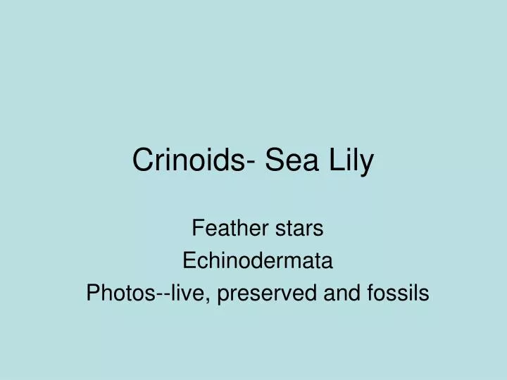 crinoids sea lily