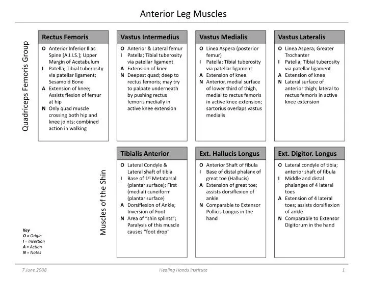 anterior leg muscles