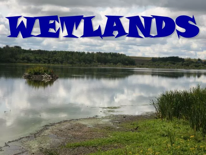 wetlands