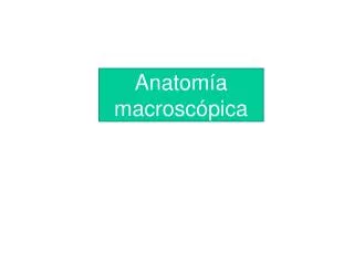 anatom a macrosc pica