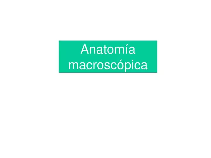 anatom a macrosc pica