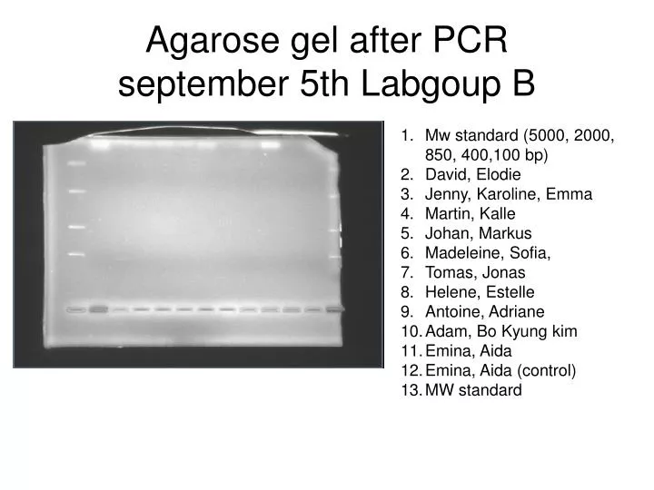 agarose gel after pcr september 5th labgoup b
