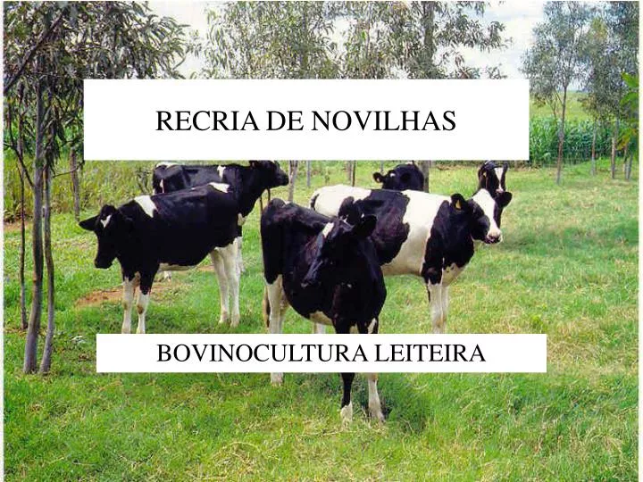 recria de novilhas