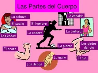las partes del cuerpo
