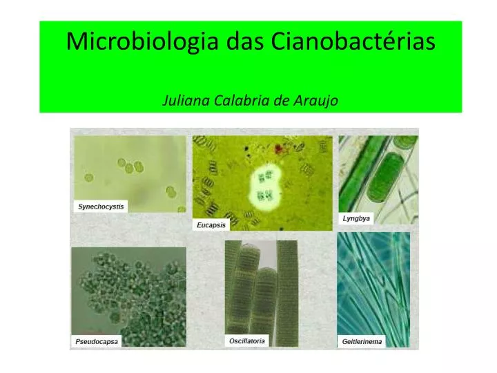 microbiologia das cianobact rias juliana calabria de araujo