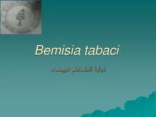 bemisia tabaci