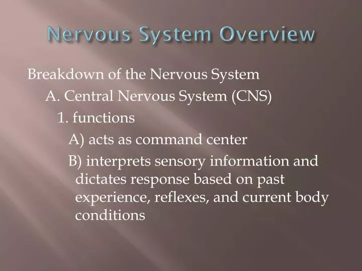 nervous system overview