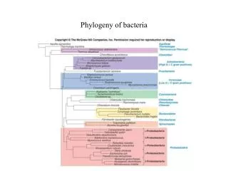 Phylogeny of bacteria