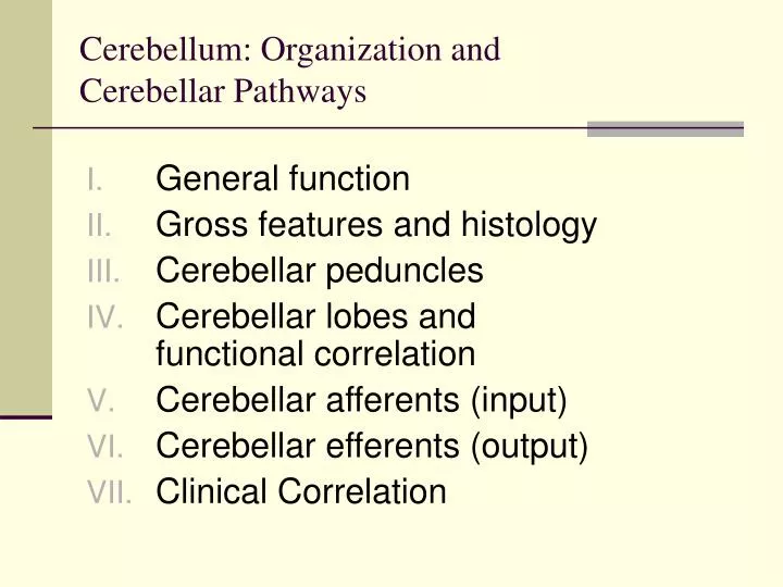 cerebellum organization and cerebellar pathways