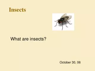 Insects