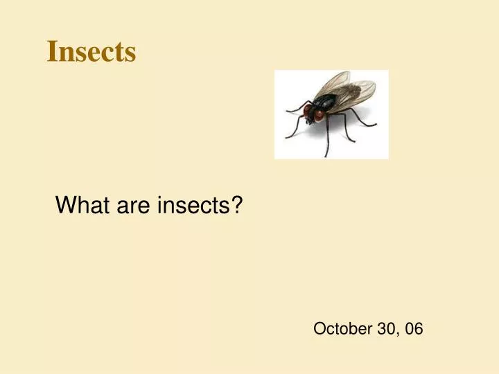 insects