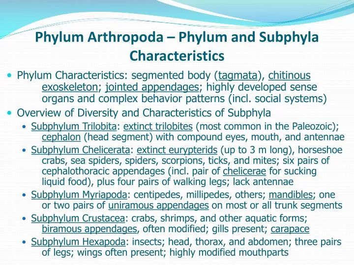 phylum arthropoda phylum and subphyla characteristics