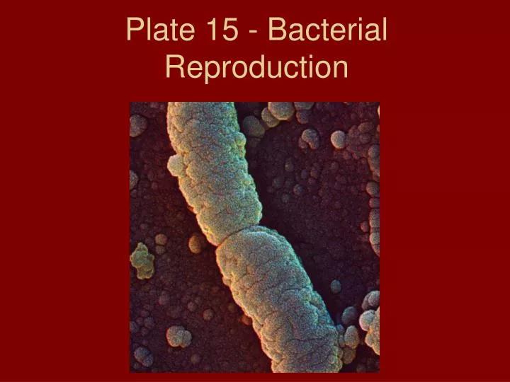plate 15 bacterial reproduction