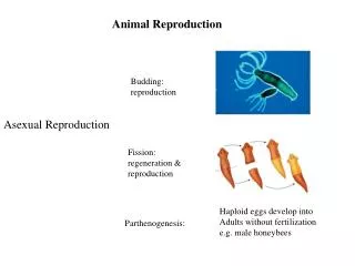 Animal Reproduction