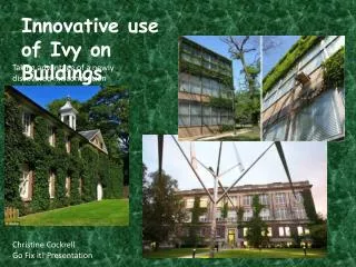 Innovative use of Ivy on Buildings