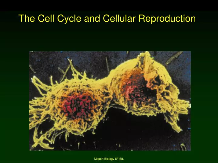 the cell cycle and cellular reproduction