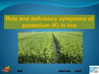 Role and deficiency symptoms of potassium (K) in rice