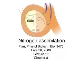 Nitrogen assimilation