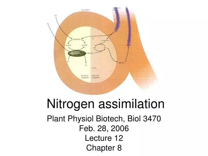 nitrogen assimilation