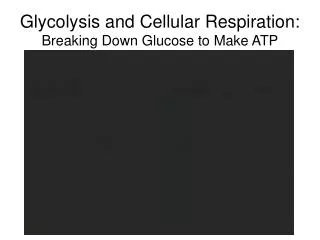 Glycolysis and Cellular Respiration: Breaking Down Glucose to Make ATP