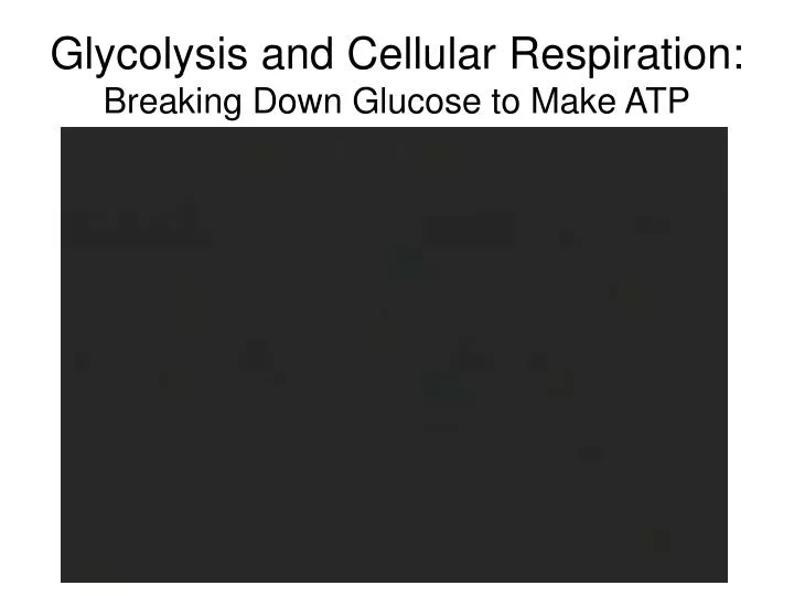 glycolysis and cellular respiration breaking down glucose to make atp