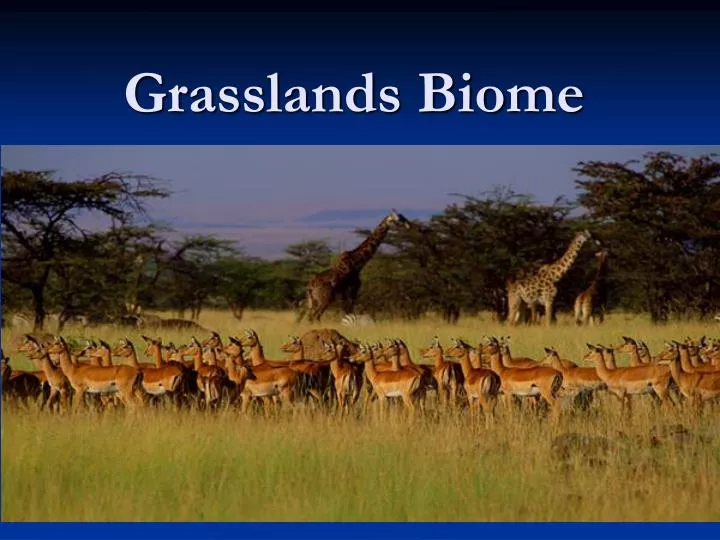 grasslands biome