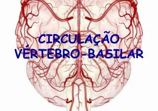 circula o v rtebro basilar