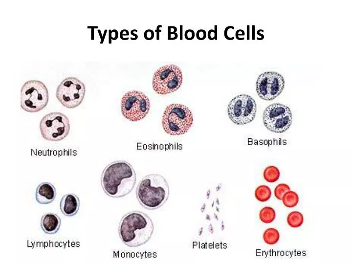 types of blood cells