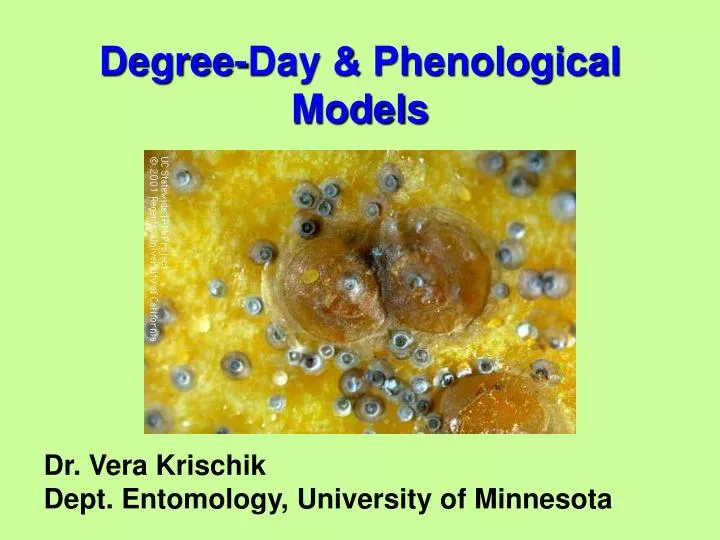 degree day phenological models