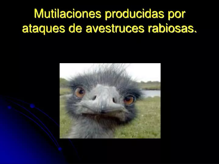 mutilaciones producidas por ataques de avestruces rabiosas
