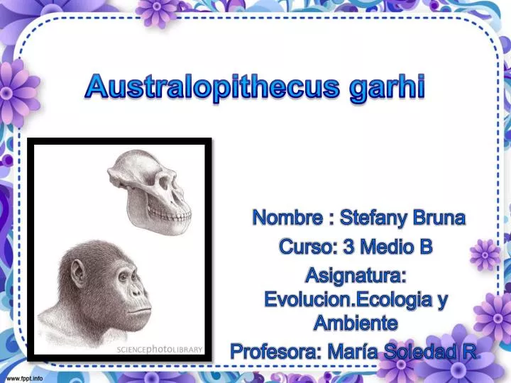 australopithecus garhi