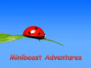 Minibeast Adventures