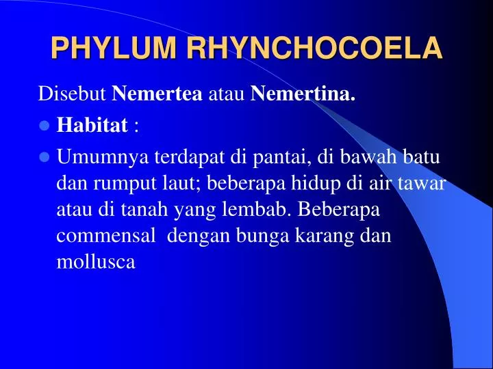 phylum rhynchocoela