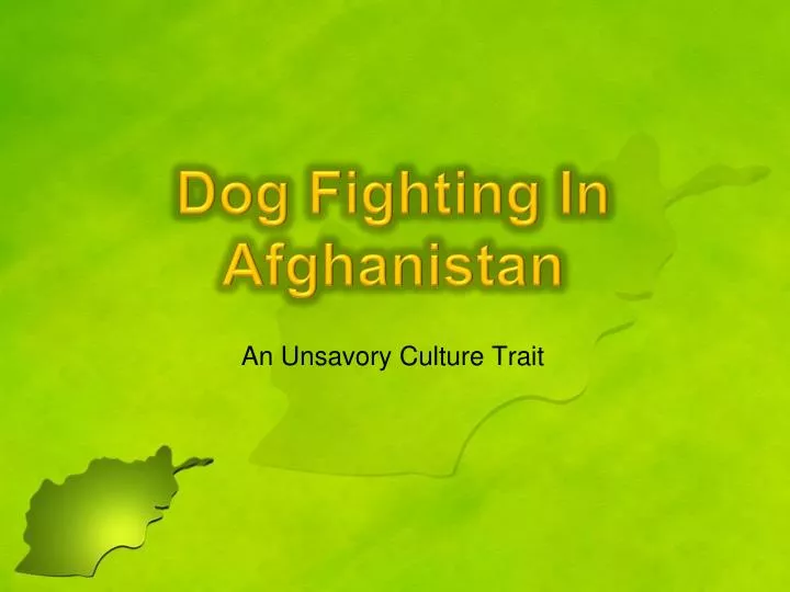 dog fighting in afghanistan