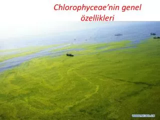 chlorophyceae nin genel zellikleri