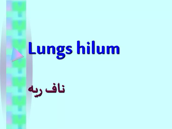 lungs hilum