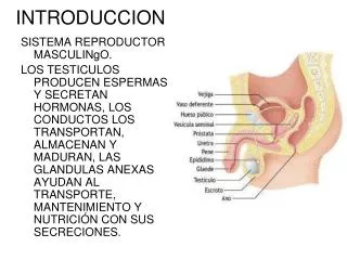 introduccion