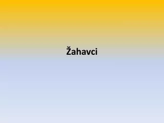 ahavci