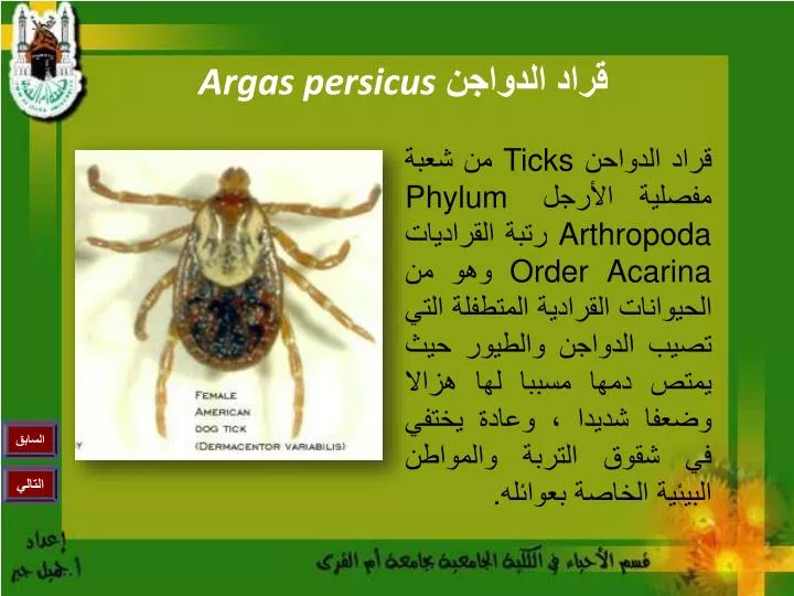 argas persicus