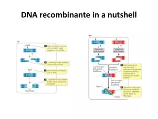 dna recombinante in a nutshell