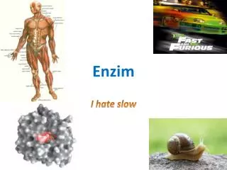 enzim