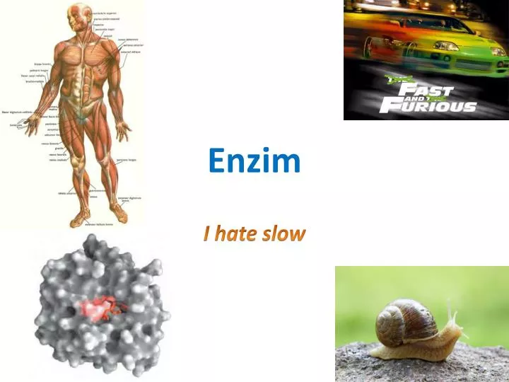 enzim