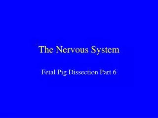 The Nervous System