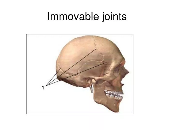 immovable joints