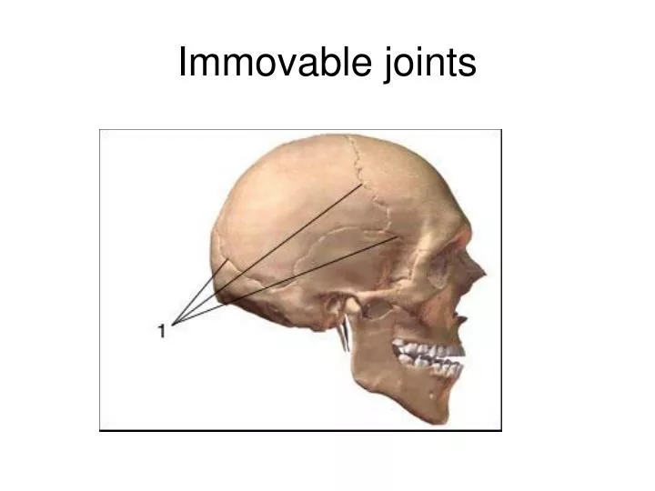 fixed joint skull