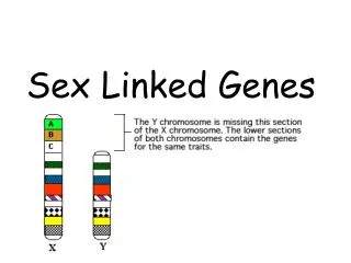 Sex Linked Genes