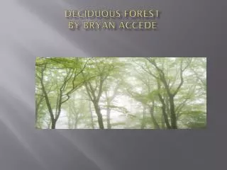 deciduous forest by bryan accede